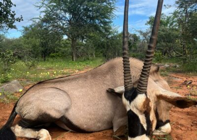 Lovecká sezóna 2025 / Hunting season 2025