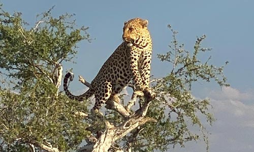 Výlet do národního parku Etosha