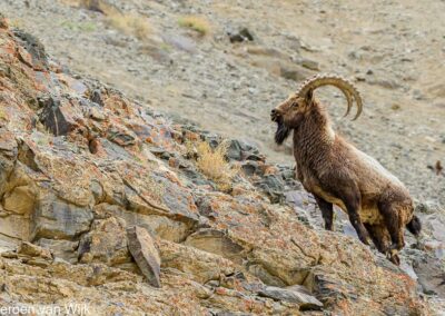 Kozorožec sibiřský