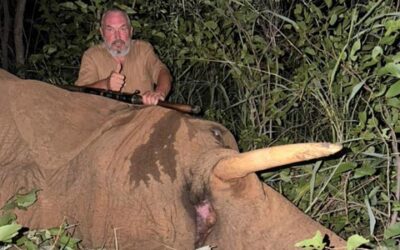 🐘 Lov slona v Zimbabwe