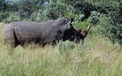 🦏 Nosorožec bílý – green hunting