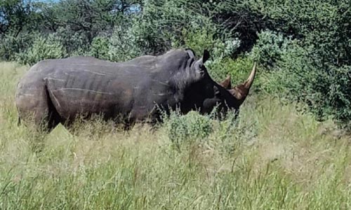 🦏 Nosorožec bílý – green hunting