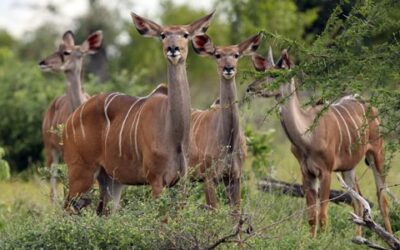Okavango a Bwabwata: Zelená tvář Namibie