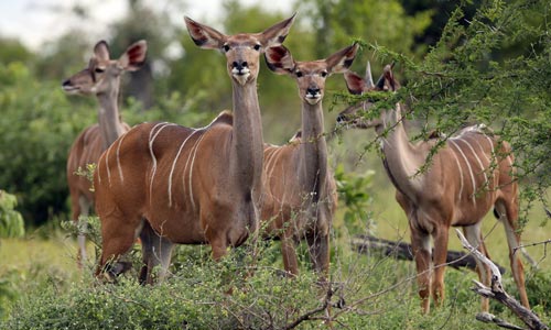 Okavango a Bwabwata: Zelená tvář Namibie