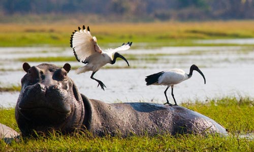Na východ od Okavanga: delta, Victoria Falls a jezero Kariba