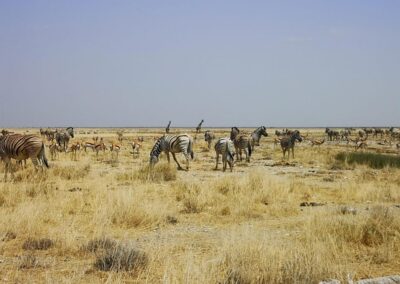 Zvěř v NP Etosha