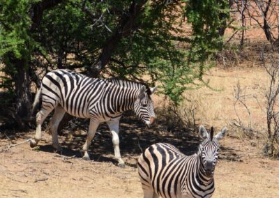 Zebra v buši