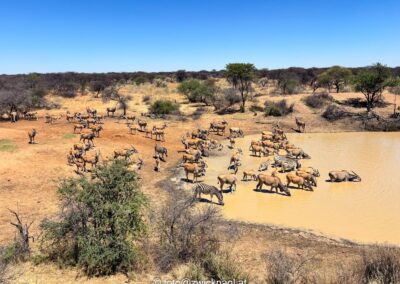 Napajedlo v Namibii se zebrami a antilopou losí